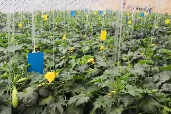 防治西葫芦尖嘴瓜的方法和重点？种西葫芦要做好哪些细节？插图3