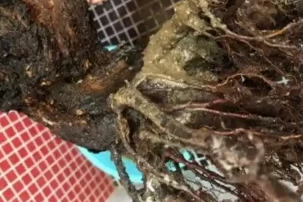 图片[2]-梅花烂根的原因有哪些呢 ,梅花烂根或因土壤不适或浇水过多-会东网