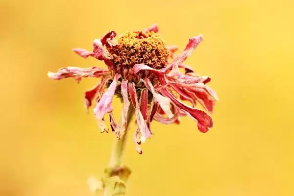 菊花叶片枯萎的解决方法 ,菊花叶片枯萎如何根据原因解决呢?插图4 菊花叶片枯萎的解决方法 ,菊花叶片枯萎如何根据原因解决呢?插图4