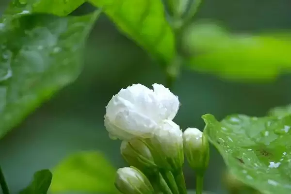 图片[3]-喜阳不怕晒植物集合：荷花、茉莉花、矮牵牛的阳光生活-会东网