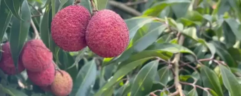 无核荔枝优缺点的要点和分析？分析无核荔枝需关注哪些方面？-会东网