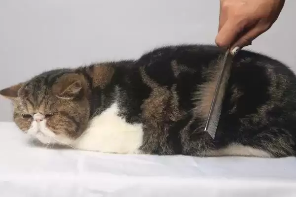 猫咪冬天掉毛厉害如何处理 ,猫咪冬天掉毛可多梳理毛发插图1 猫咪冬天掉毛厉害如何处理 ,猫咪冬天掉毛可多梳理毛发插图1