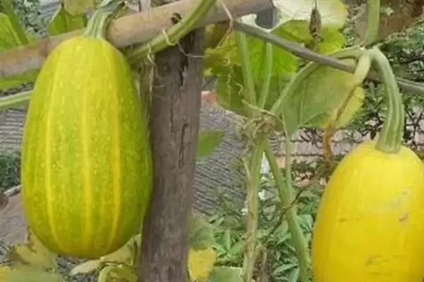 种植金丝绞瓜的方法和重点？种金丝绞瓜要做好哪些细节？插图13