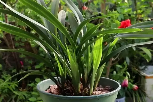 兰花的养殖技术 ,兰花春秋季浇水频率是怎样的？插图3