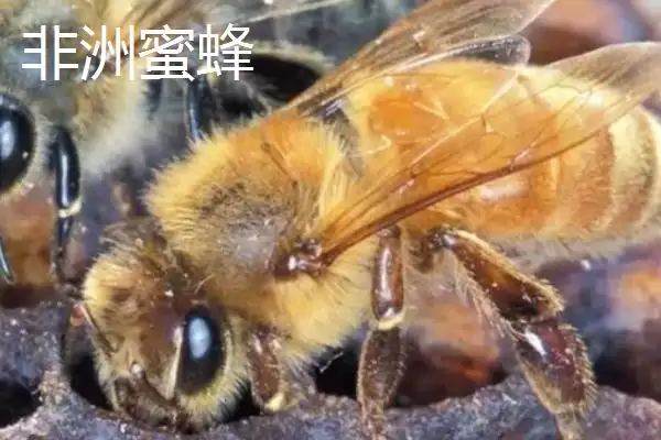 图片[2]-杀人蜂是什么蜂，实际上是多种剧毒蜂类的俗称-会东网
