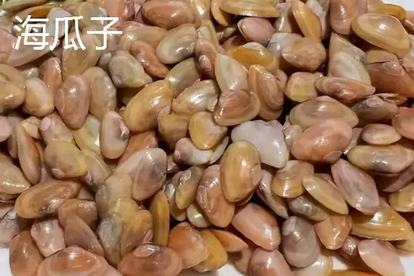 图片[6]-可食用贝类海鲜大盘点：蚬子、蛏子、北极贝等你品尝-会东网