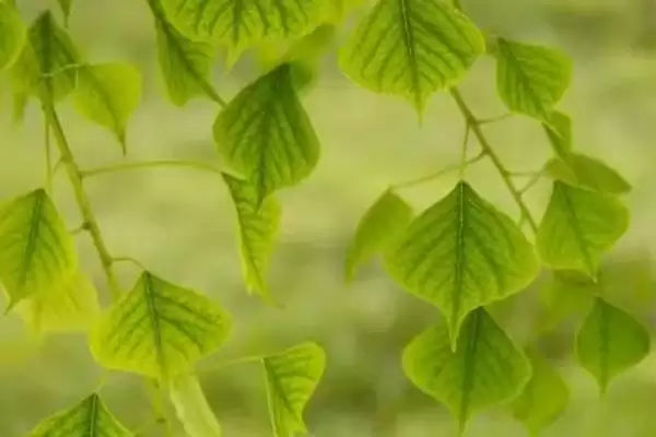 图片[10]-客厅适合摆放的植物 ,客厅适合摆放哪十种常见植物呢？-会东网
