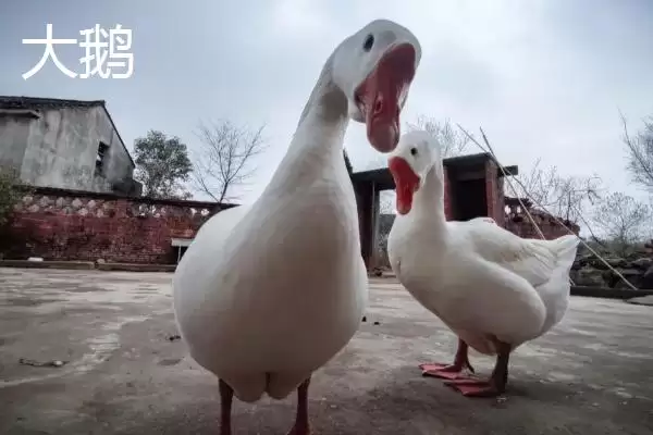 图片[3]-天鹅和大鹅的区别？区分天鹅和大鹅要关注哪些重要的形态、习性差异？-会东网