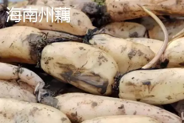 图片[7]-莲藕的优质品种 ,有哪些好吃的莲藕品种推荐呢？-会东网