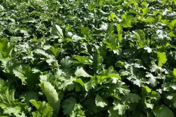 图片[4]-种植雪里红的方法和重点？种植雪里红要做好哪些细节？-会东网