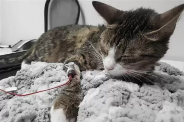 猫异常出血的原因有哪些呢 ,猫血小板异常或血管病致异常出血插图2