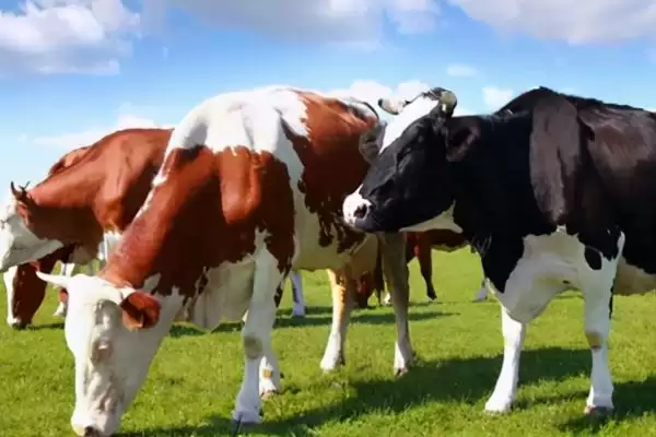 比较猪和狗嗅觉灵敏程度的方法和重点?养猪与动物特性研究有哪些关联细节?插图6 比较猪和狗嗅觉灵敏程度的方法和重点?养猪与动物特性研究有哪些关联细节?插图6