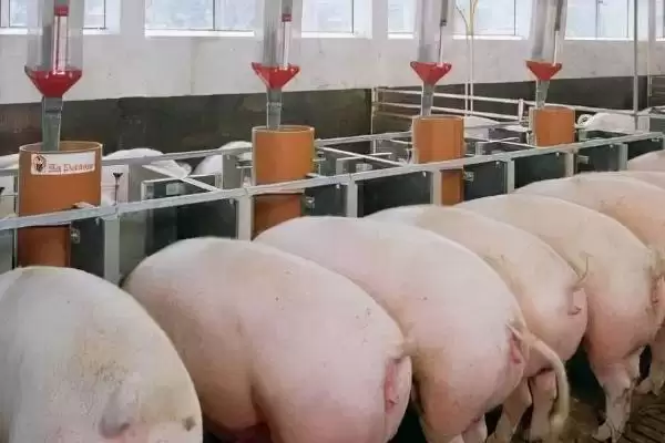 处理小猪咬架问题的方法和重点?养猪要做好哪些行为管理细节?插图3 处理小猪咬架问题的方法和重点?养猪要做好哪些行为管理细节?插图3