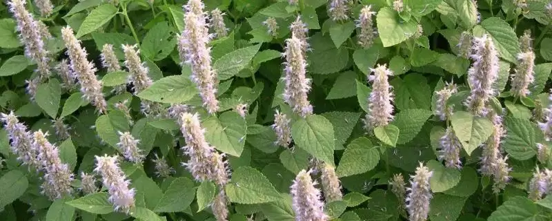 藿香什么时候开花,每年6-9月开花-会东网