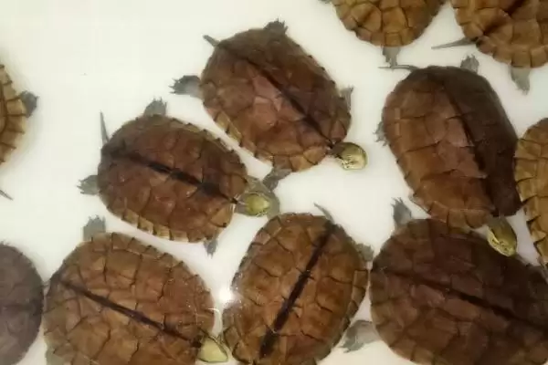 金钱龟的饲养方式 ,金钱龟适合干养还是水养呢插图2 金钱龟的饲养方式 ,金钱龟适合干养还是水养呢插图2