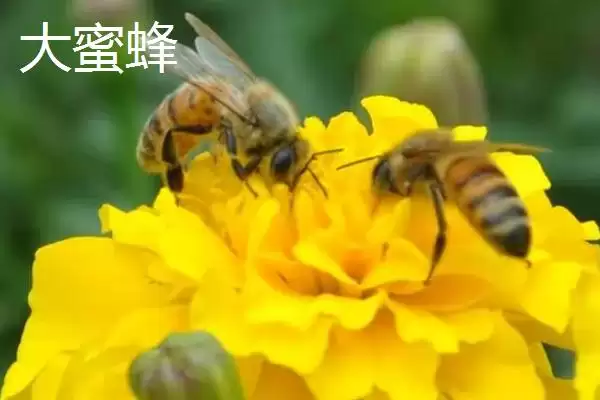 图片[3]-小蜜蜂和大蜜蜂有什么区别，体型是最大不同-会东网
