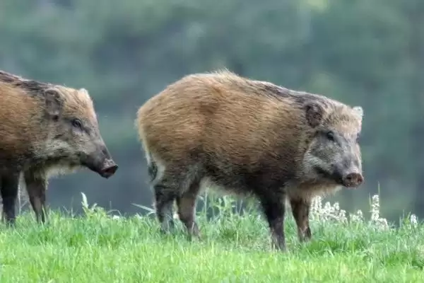 防治野猪呼吸道疾病的方法和重点？养猪要做好哪些疫病防控细节？插图3