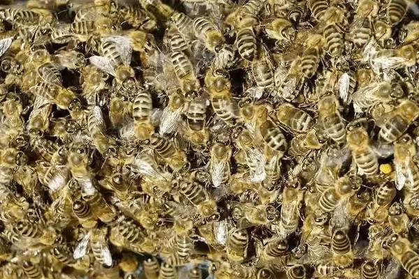 图片[2]-中蜂合群最安全的方法，在合群时先要选择好并入群和原群-会东网