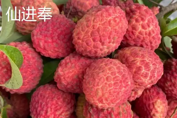图片[4]-御金球荔枝品种的特性，生长势较强且裂果率低-会东网