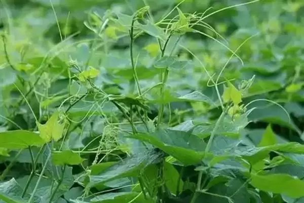 图片[2]-龙须菜的外观形态特征 ,龙须菜花朵和果实有何特点？-会东网