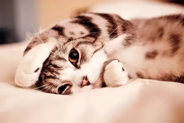 猫咪身上的黑色东西是什么 ,猫咪身上黑东西或为跳蚤或毛囊炎插图2