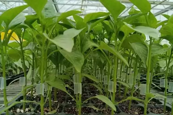 辣椒开花结果期的施肥种类 ,辣椒开花结果期为何用磷钾肥?插图2 辣椒开花结果期的施肥种类 ,辣椒开花结果期为何用磷钾肥?插图2