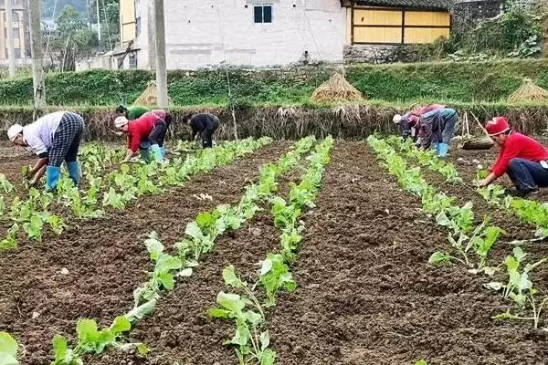 北方种油菜最晚几月，最晚也要在4月份全部种植完成插图2
