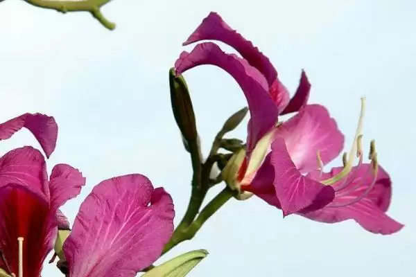 图片[2]-紫荆花不开花的原因和解决要点？解决紫荆花不开花需注意什么？-会东网