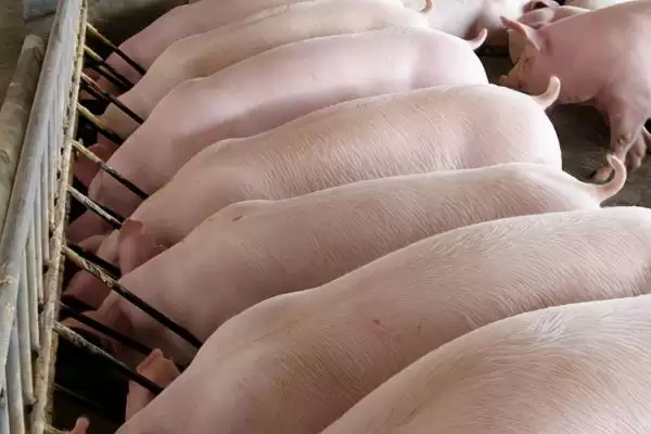 判断育肥猪体温 40 度是否正常的方法和重点?养猪要做好哪些体温监测细节?插图1 判断育肥猪体温 40 度是否正常的方法和重点?养猪要做好哪些体温监测细节?插图1