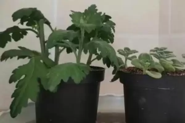 菊花的无性繁殖方法 ,菊花无性繁殖有哪些主要方式呢？插图4