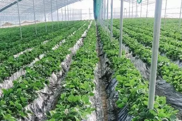 图片[5]-草莓如何控旺，浇水过多容易导致旺长-会东网