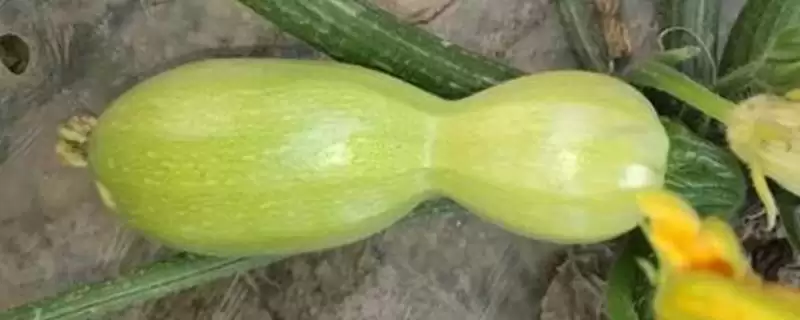 防治西葫芦畸形瓜的方法和重点？种西葫芦要做好哪些细节？-会东网