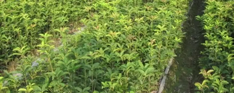 四季桂树苗的价格？了解四季桂树苗价格要分析哪些市场供需和植株规格因素？-会东网