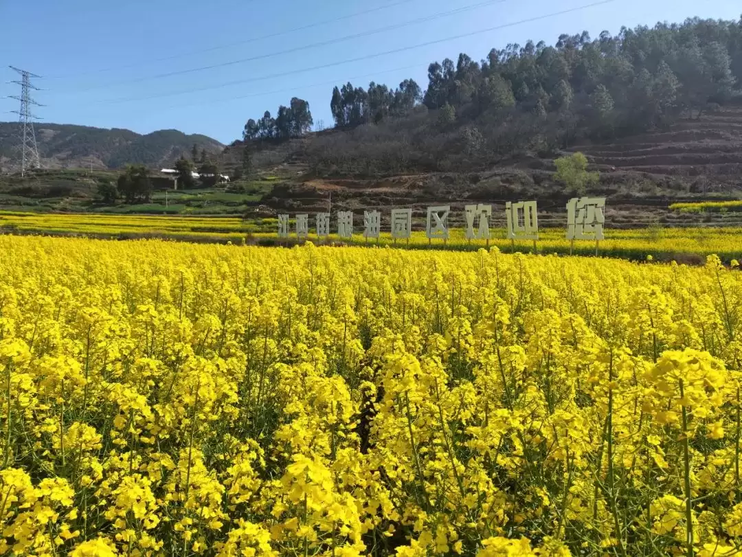 江西街乡：油菜花海映振兴，粮油园区谱新篇插图1