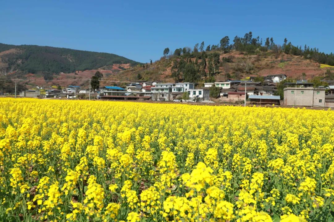 江西街乡:油菜花海映振兴,粮油园区谱新篇-会东网