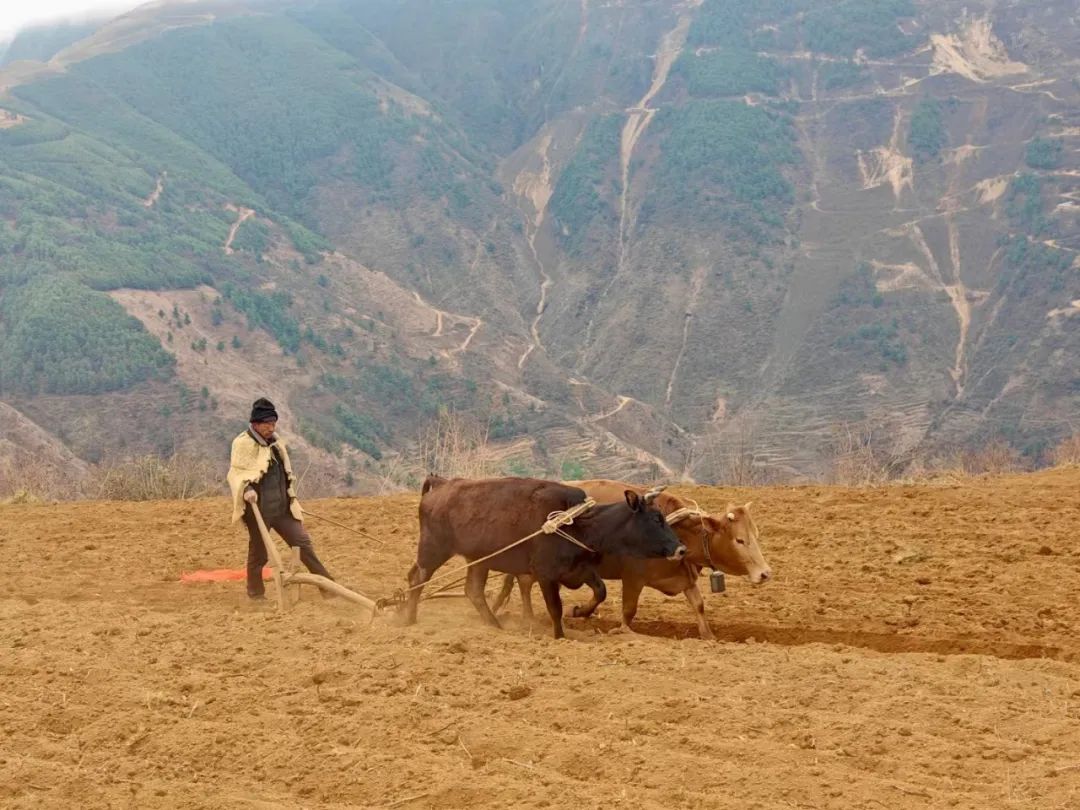 会东县:春耕图景展新颜,传统现代共谱乡村振兴曲-会东网