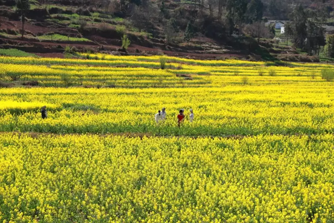 江西街乡：油菜花海映振兴，粮油园区谱新篇插图5