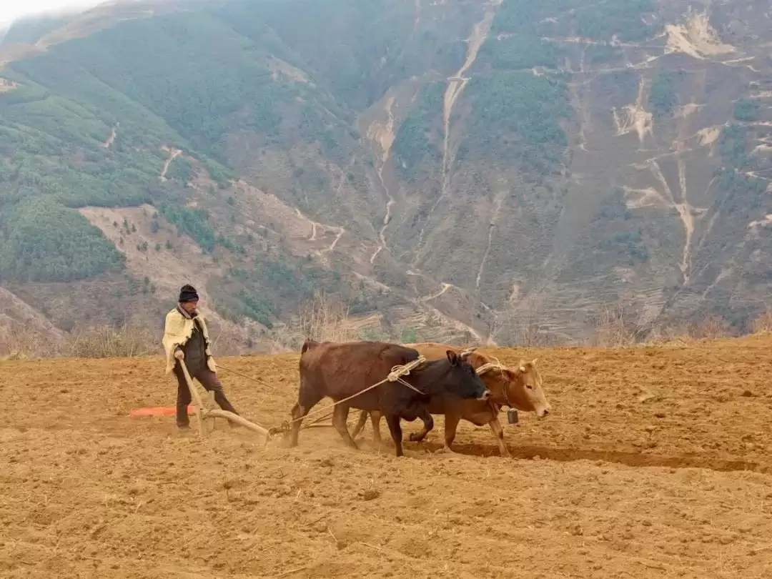会东县：春耕图景展新颜，传统现代共谱乡村振兴曲插图