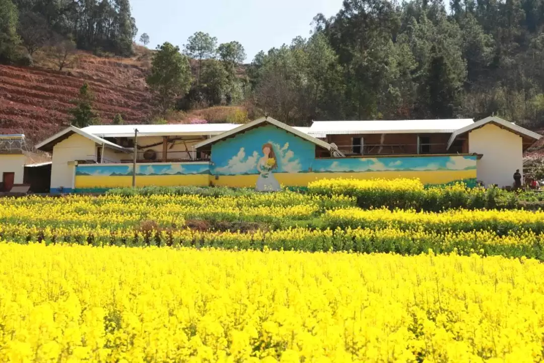 江西街乡：油菜花海映振兴，粮油园区谱新篇插图3