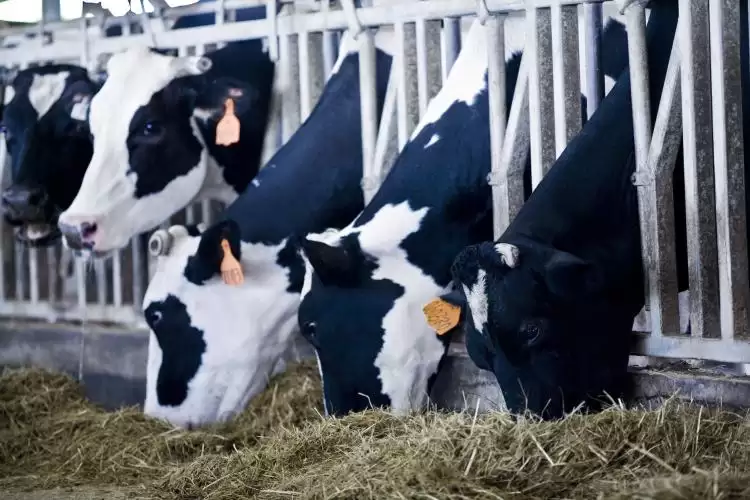 光明乳业：百年品牌借数字化转型，书写乳业高质量发展新答卷插图2