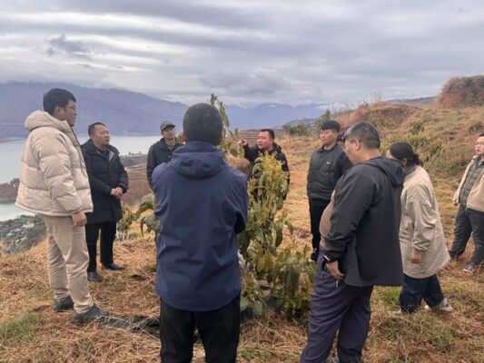 会东：牛油果培训干货满满，产业发展未来可期-会东网