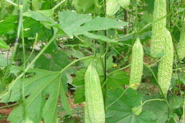 苦瓜传入中国的时间 ,苦瓜在宋元时期如何传入中国的？-会东网