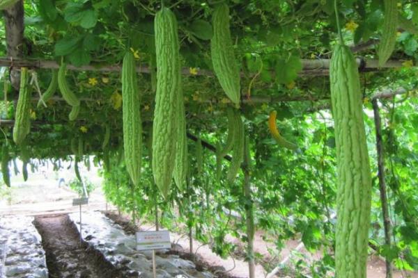 苦瓜传入中国的时间 ,苦瓜在宋元时期如何传入中国的？插图2