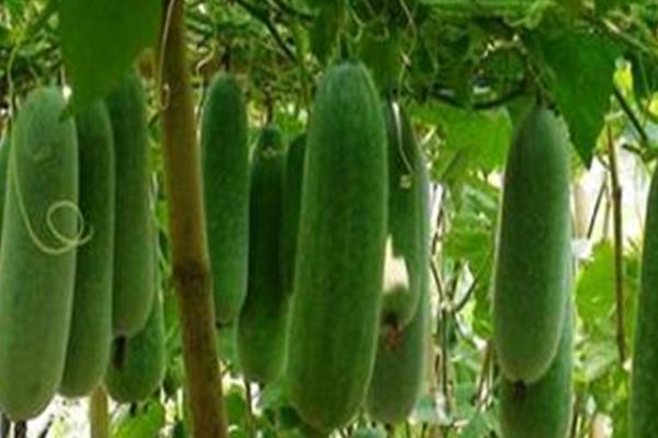 苦瓜传入中国的时间 ,苦瓜在宋元时期如何传入中国的？插图4