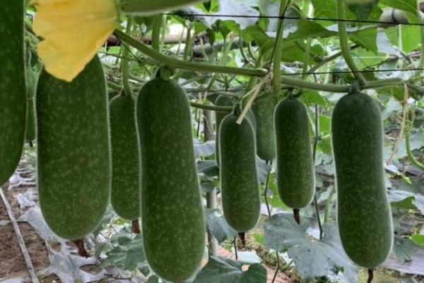 苦瓜传入中国的时间 ,苦瓜在宋元时期如何传入中国的？插图5