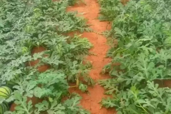 嫁接西瓜苗的新方法 ,嫁接西瓜苗有怎样的新方法？插图4