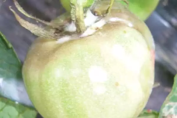 西红柿底部发黑腐烂的原因和防治要点？防治西红柿底部病害需注意什么？插图1