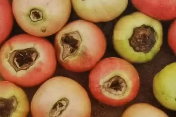 西红柿是否容易出现病害的要点和分析？分析西红柿病害情况需关注什么？插图3