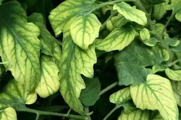 西红柿缺镁的症状和要点？判断西红柿缺镁需关注哪些关键表现？插图2