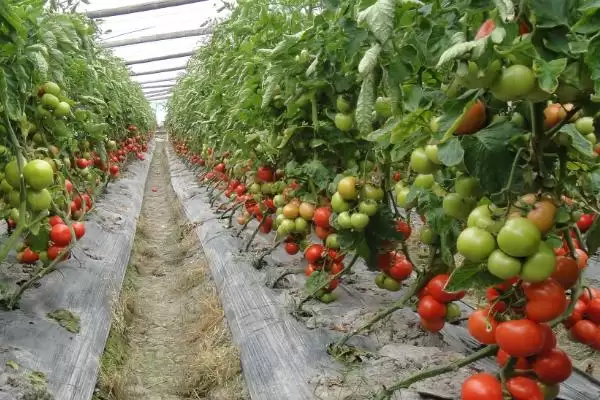 西红柿的基本介绍和要点？了解西红柿需关注哪些关键信息？插图1